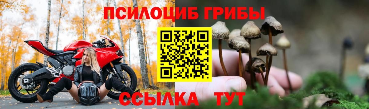 Псилоцибиновые грибы Psilocybine cubensis Химки